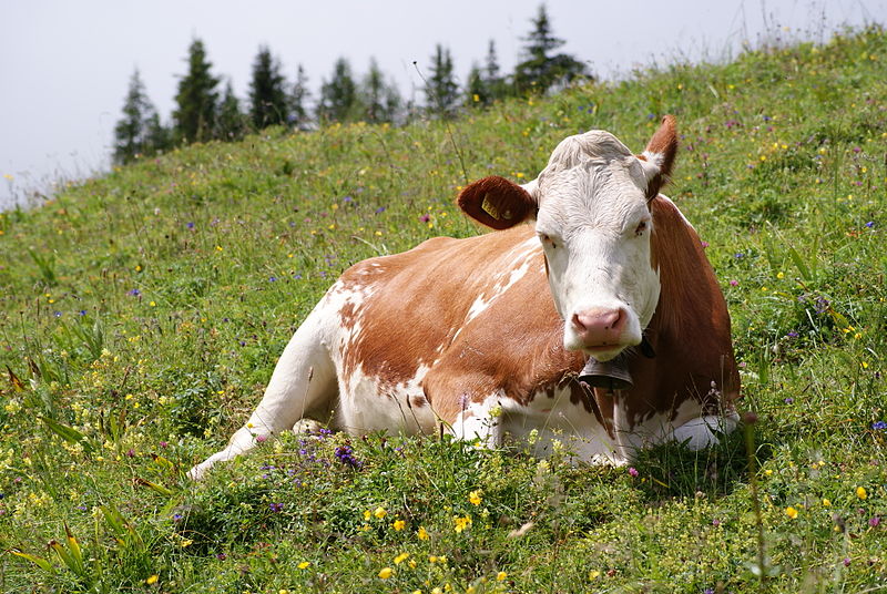 800px-cow_fleckvieh_breed_oeschinensee_slaunger_2009-07-07